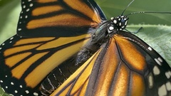 Danaus plexippus