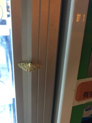 Notarcha aurolinealis