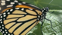 Danaus plexippus