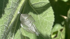 Danaus plexippus