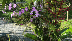 Miltoniopsis bismarkii