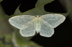 Genusa