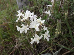 Glandularia platensis