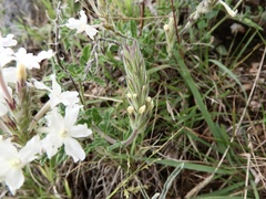 Glandularia platensis