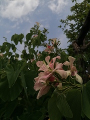 Bauhinia monandra