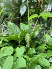 Xyleus discoideus angulatus