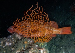 Adelogorgia phyllosclera