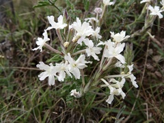 Glandularia platensis