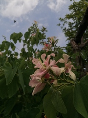 Bauhinia monandra