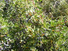 Berberis microphylla