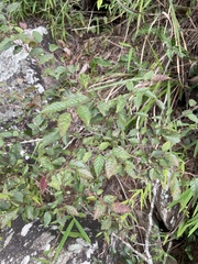 Carpinus kawakamii