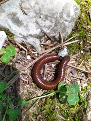 Pachyiulus hungaricus