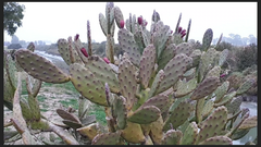 Opuntia bonaerensis