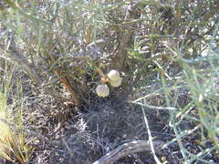 Retanilla patagonica
