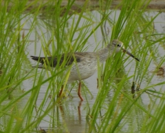 Tringa totanus