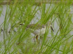 Tringa totanus