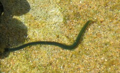 Eulalia clavigera