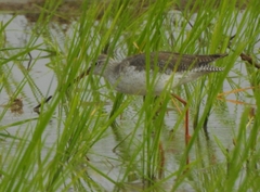 Tringa totanus