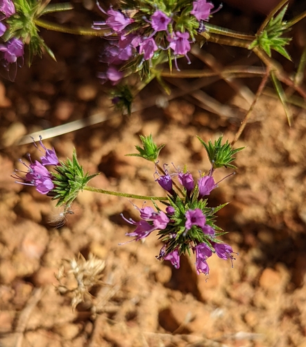 Image of Navarretia filicaulis by (c) Dominic Gentilcore, some rights reserved (CC BY)