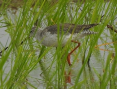 Tringa totanus
