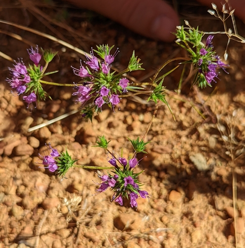 Image of Navarretia filicaulis by (c) Dominic Gentilcore, some rights reserved (CC BY)