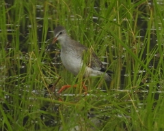 Tringa totanus