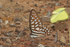 Graphium arycles