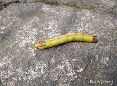 Eupanacra elegantulus