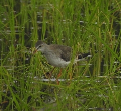 Tringa totanus