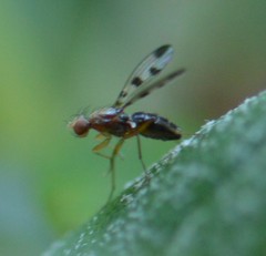 Geomyza tripunctata