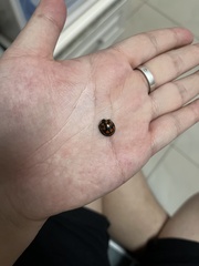 Aiolocaria hexaspilota