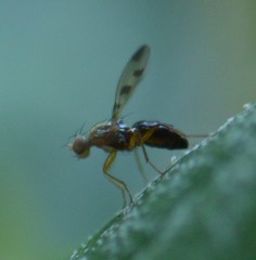 Geomyza tripunctata