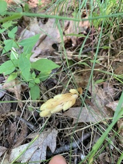 Monotropa hypopitys hypopitys