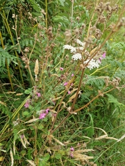 Silene dioica
