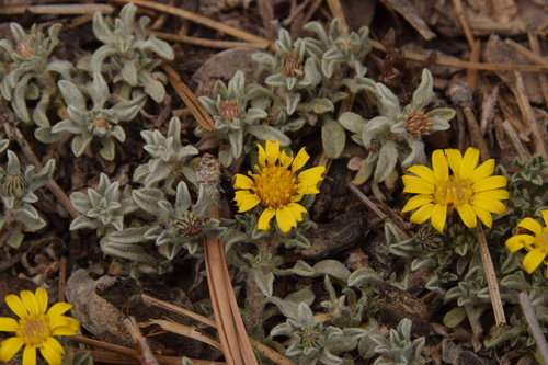 Image of Heterotheca jonesii by (c) Mitch Van Dyke, some rights reserved (CC BY)
