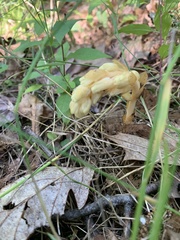Monotropa hypopitys hypopitys