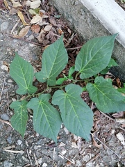 Aristolochia nelsonii