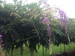 Wisteria floribunda