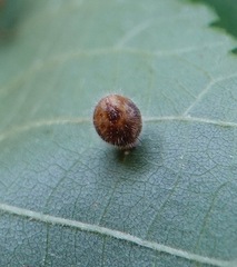 Caryomyia cilidolium