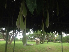 Wisteria floribunda