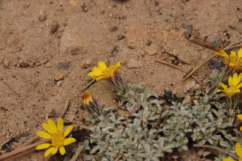 Image of Heterotheca jonesii by (c) Mitch Van Dyke, some rights reserved (CC BY)