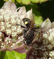 Oxybelus trispinosus