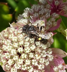 Oxybelus trispinosus