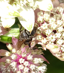 Oxybelus trispinosus