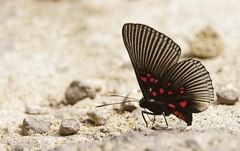 Lyropteryx apollonia