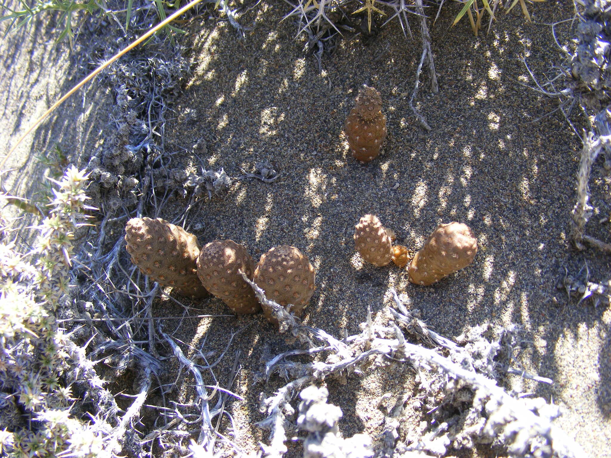 Pterocactus araucanus