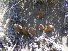 Pterocactus neuquensis