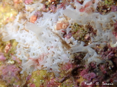Clathrina coriacea