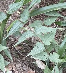 Eupatorium tashiroi