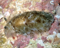 Dendrodoris grandiflora